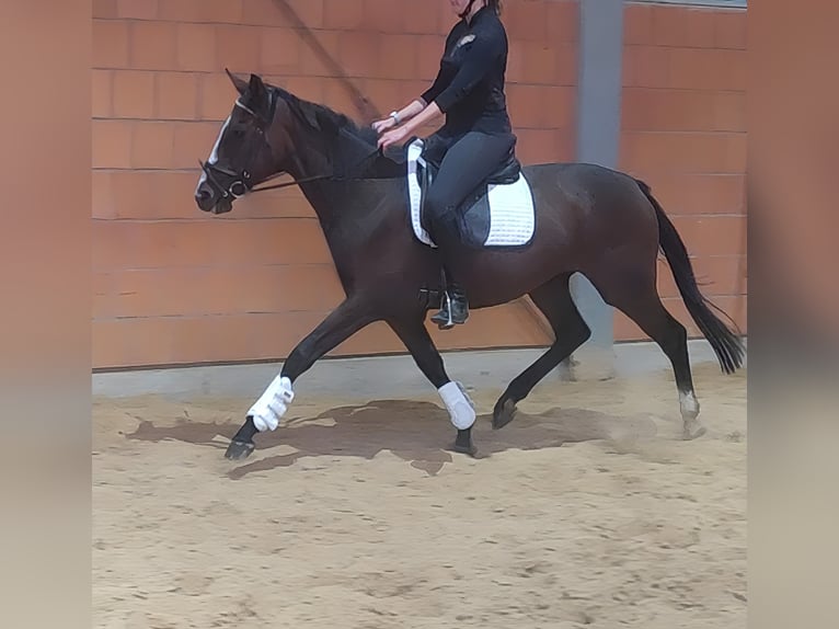 Irish Sport Horse Stute 5 Jahre 162 cm Brauner in Lage Irish Sport Horse Stute 5 Jahre 162 cm Brauner in Lage