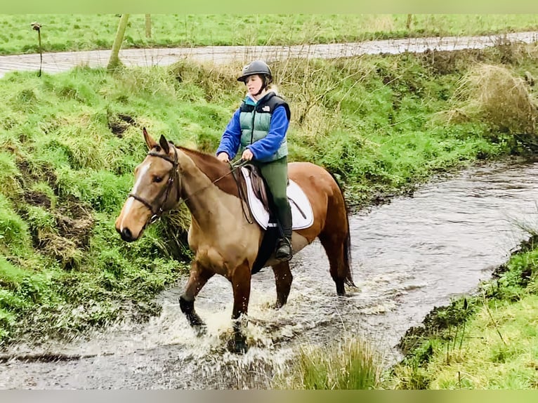 Irish Sport Horse Stute 5 Jahre 162 cm Brauner in Mountrath
