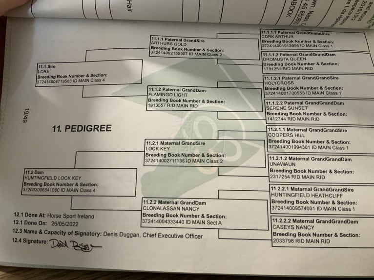 Irish Sport Horse Stute 5 Jahre 162 cm Brauner in Mountrath
