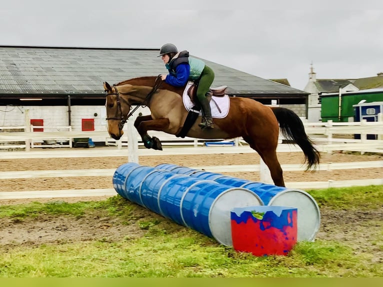 Irish Sport Horse Stute 5 Jahre 162 cm Brauner in Mountrath