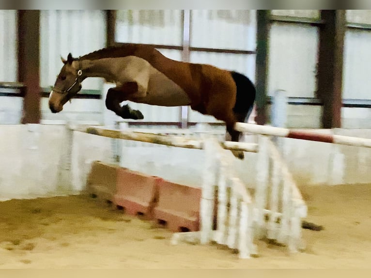 Irish Sport Horse Stute 5 Jahre 162 cm Brauner in Mountrath