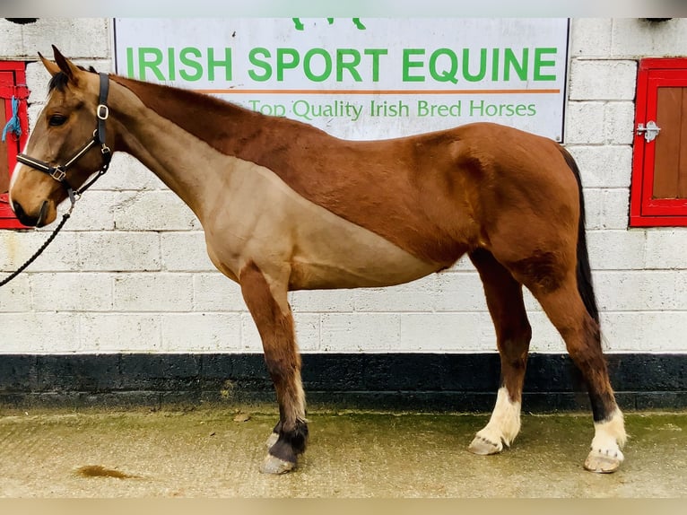 Irish Sport Horse Stute 5 Jahre 162 cm Brauner in Mountrath