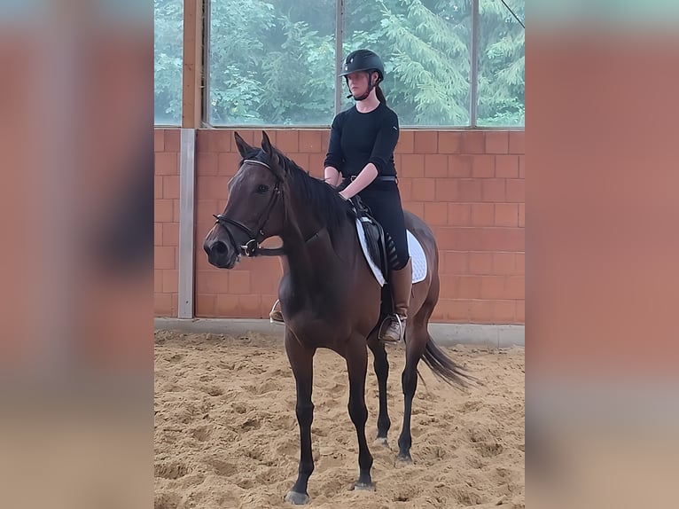Irish Sport Horse Stute 5 Jahre 162 cm Brauner in Lage Irish Sport Horse Stute 5 Jahre 162 cm Brauner in Lage