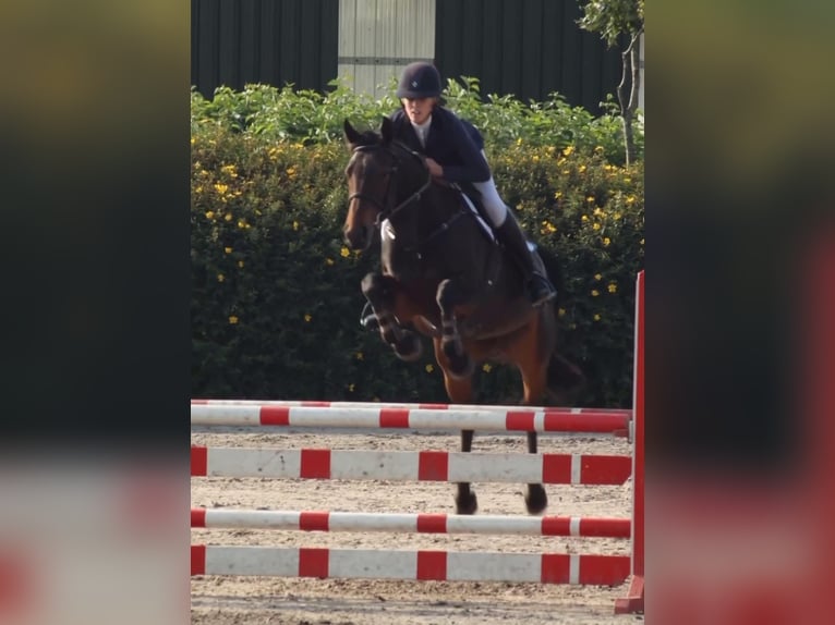 Irish Sport Horse Stute 5 Jahre 163 cm Dunkelbrauner in Monaghan