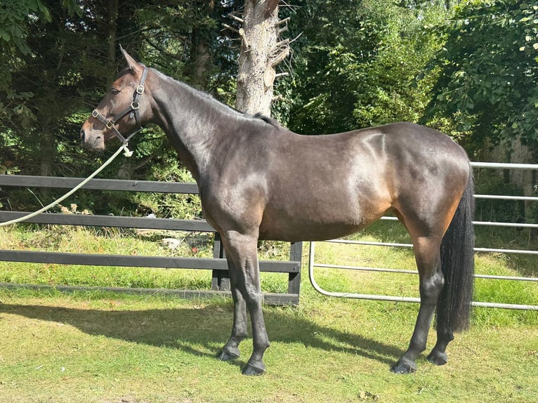 Irish Sport Horse Stute 5 Jahre 163 cm Dunkelbrauner in Monaghan