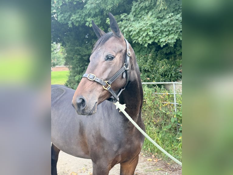 Irish Sport Horse Stute 5 Jahre 163 cm Dunkelbrauner in Monaghan