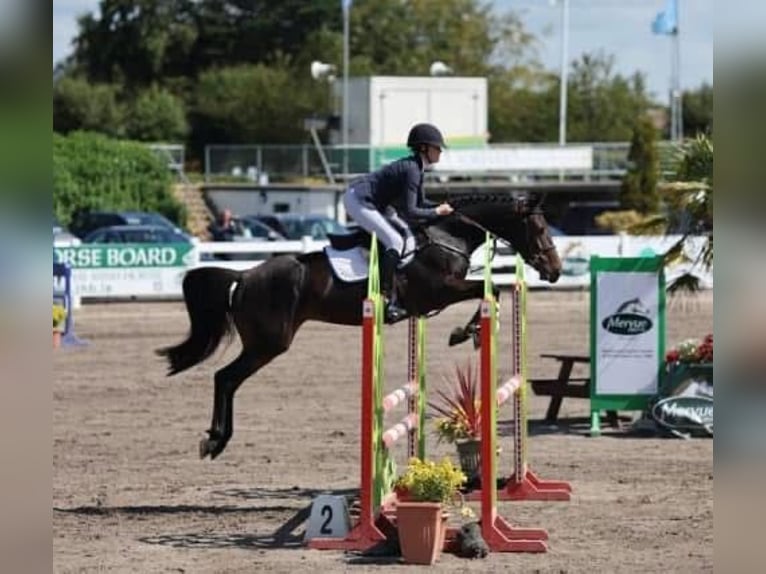 Irish Sport Horse Stute 5 Jahre 163 cm Dunkelbrauner in Monaghan