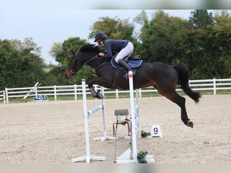 Irish Sport Horse Stute 5 Jahre 163 cm Dunkelbrauner in Monaghan