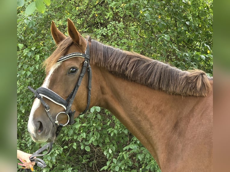 Irish Sport Horse Mix Stute 5 Jahre 163 cm Dunkelfuchs in Wachtendonk