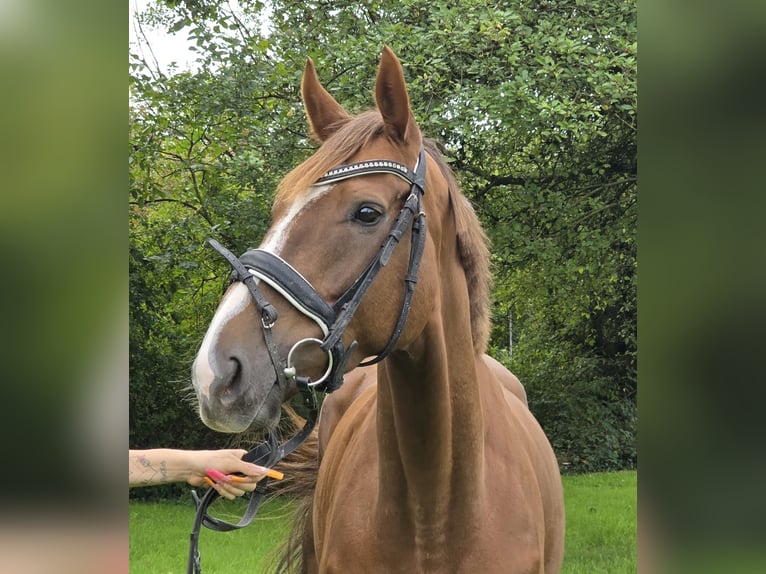 Irish Sport Horse Mix Stute 5 Jahre 163 cm Dunkelfuchs in Wachtendonk