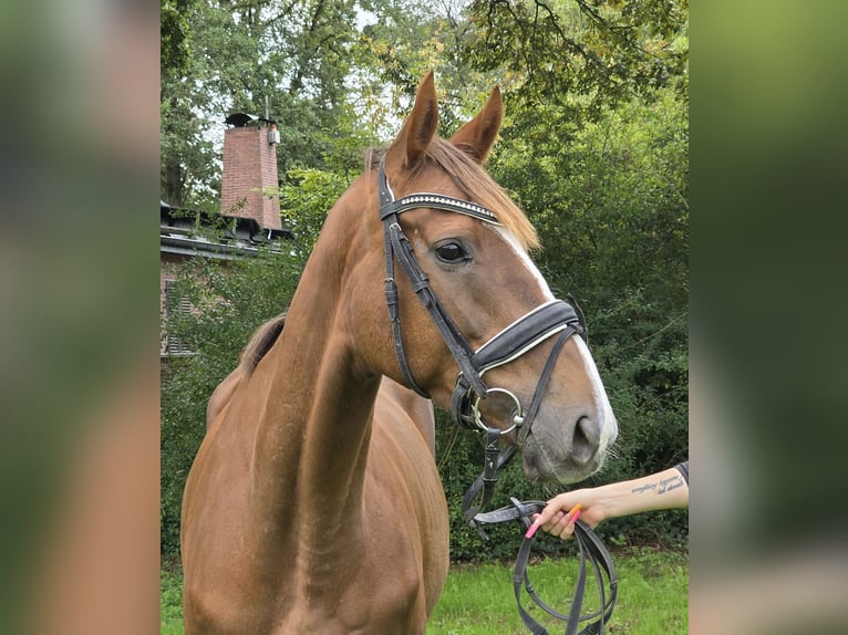 Irish Sport Horse Mix Stute 5 Jahre 163 cm Dunkelfuchs in Wachtendonk