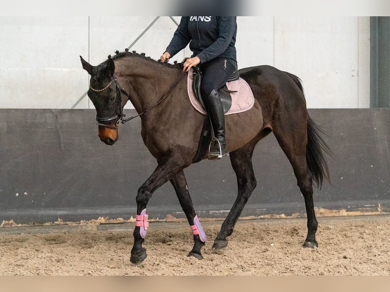Irish Sport Horse Mix Stute 5 Jahre 163 cm Rappe in Nettetal