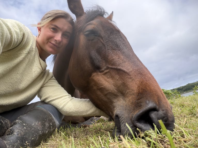 Irish Sport Horse Stute 5 Jahre 163 cm Rotbrauner in Sligo