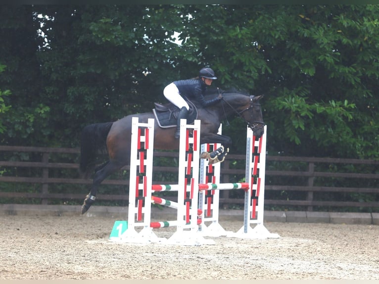 Irish Sport Horse Stute 5 Jahre 163 cm Rotbrauner in Sligo