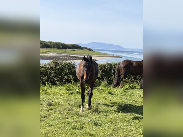 Irish Sport Horse Stute 5 Jahre 163 cm Rotbrauner in Sligo