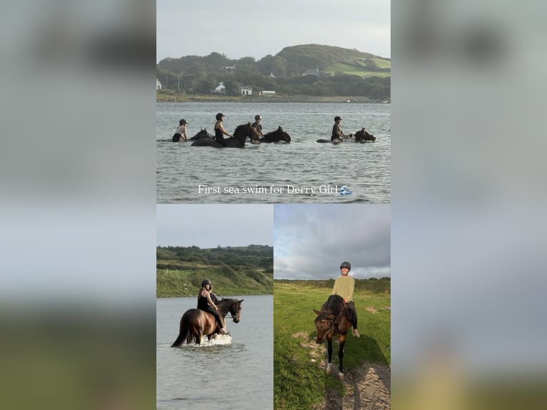 Irish Sport Horse Stute 5 Jahre 163 cm Rotbrauner in Sligo