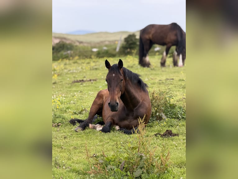 Irish Sport Horse Stute 5 Jahre 163 cm Rotbrauner in Sligo