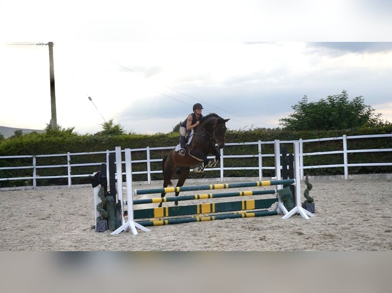 Irish Sport Horse Stute 5 Jahre 163 cm Rotbrauner in Sligo