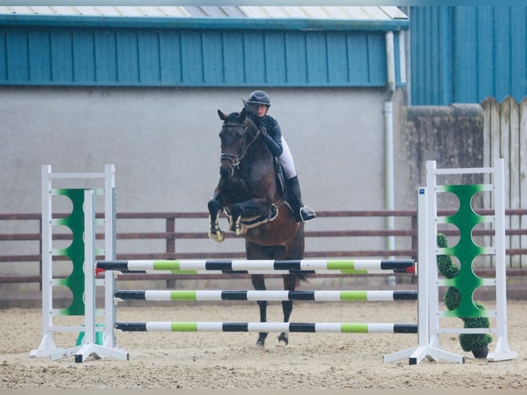 Irish Sport Horse Stute 5 Jahre 163 cm Rotbrauner in Sligo