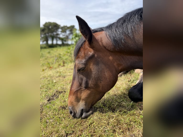 Irish Sport Horse Stute 5 Jahre 163 cm Rotbrauner in Sligo