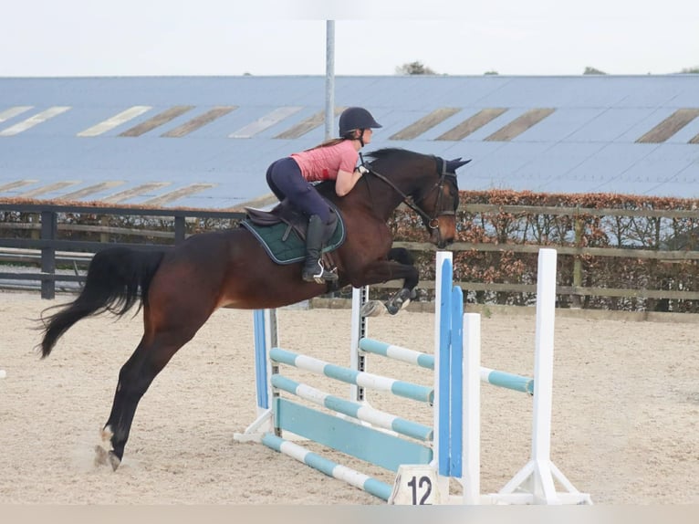 Irish Sport Horse Stute 5 Jahre 163 cm Rotbrauner in Sligo