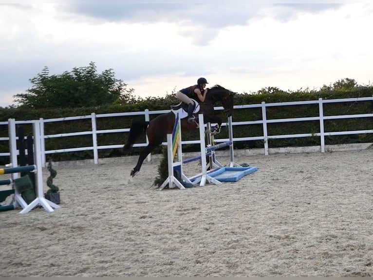 Irish Sport Horse Stute 5 Jahre 163 cm Rotbrauner in Sligo