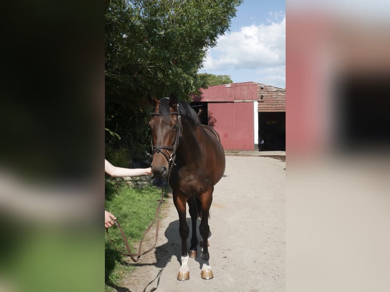 Irish Sport Horse Stute 5 Jahre 163 cm Rotbrauner in Sligo