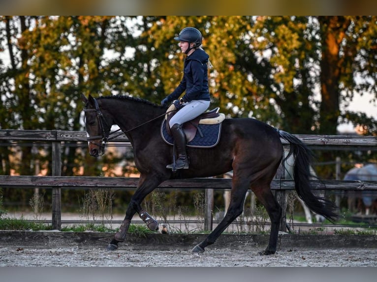 Irish Sport Horse Stute 5 Jahre 163 cm Schwarzbrauner in Vaassen