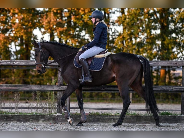 Irish Sport Horse Stute 5 Jahre 163 cm Schwarzbrauner in Vaassen