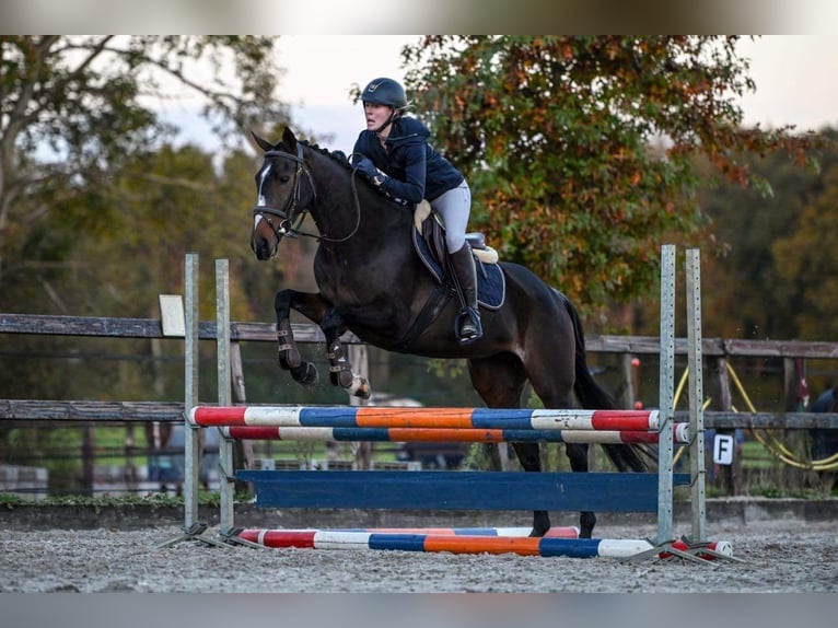 Irish Sport Horse Stute 5 Jahre 163 cm Schwarzbrauner in Vaassen