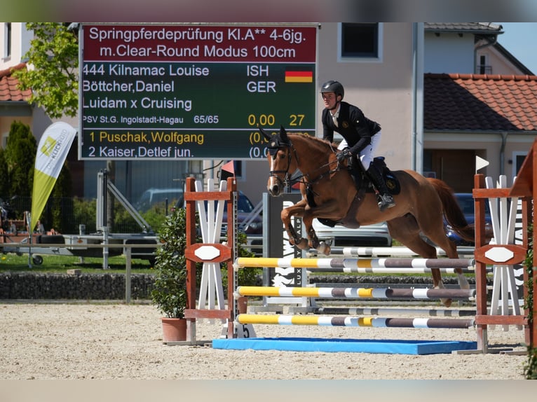 Irish Sport Horse Stute 5 Jahre 164 cm Fuchs in Ingolstadt