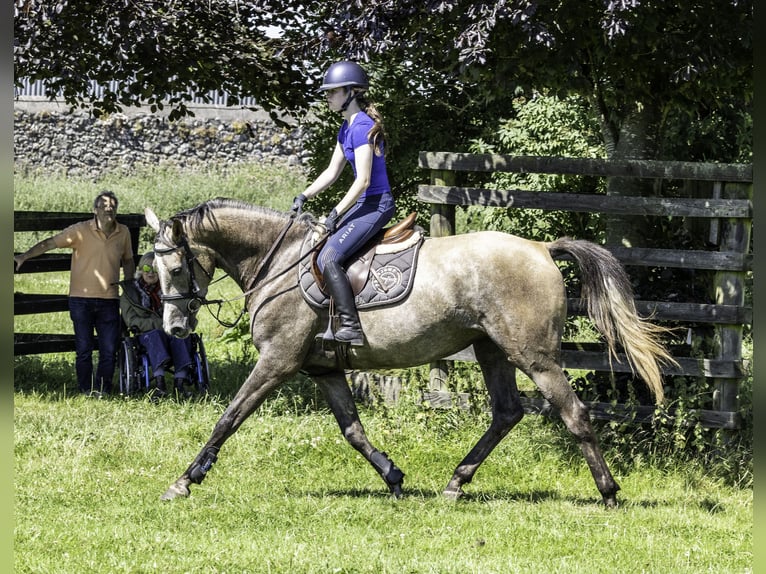 Irish Sport Horse Stute 5 Jahre 164 cm Schimmel in Belmont