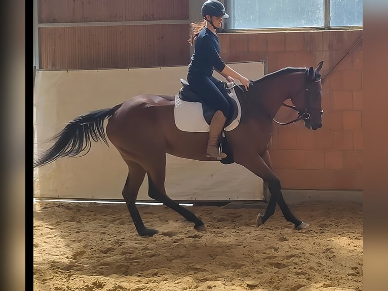 Irish Sport Horse Stute 5 Jahre 165 cm Brauner in Lage
