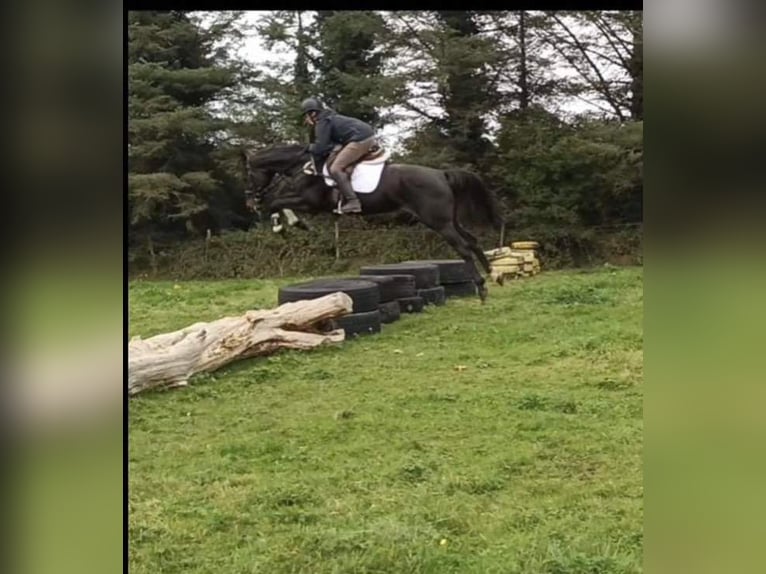 Irish Sport Horse Stute 5 Jahre 165 cm Brauner in Sligo