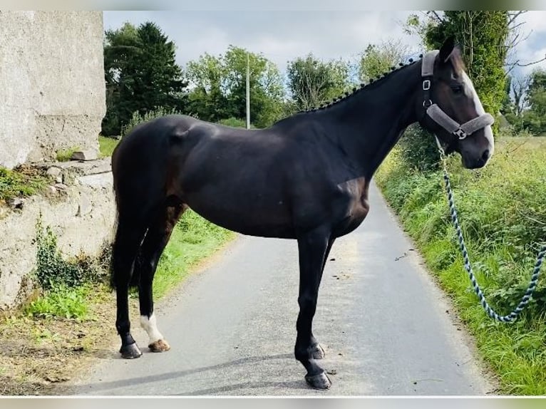 Irish Sport Horse Stute 5 Jahre 165 cm Rappe in Sligo