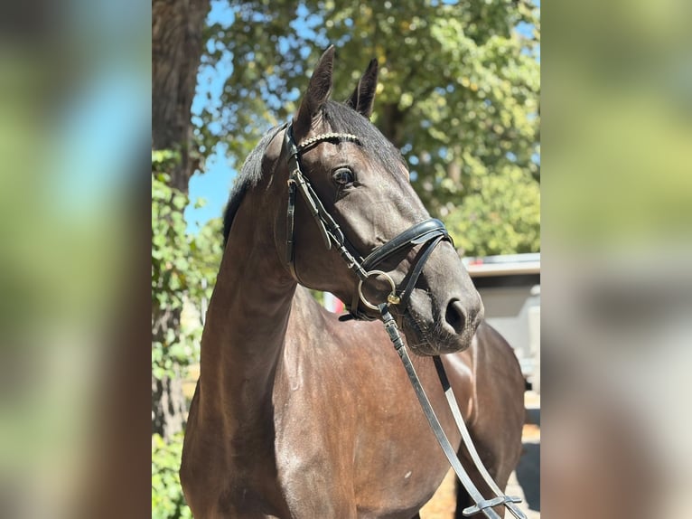 Irish Sport Horse Stute 5 Jahre 167 cm Rappe in Stadl-Paura