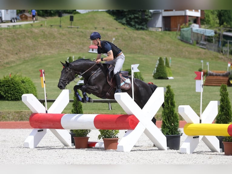 Irish Sport Horse Stute 5 Jahre 167 cm Rappe in Stadl-Paura