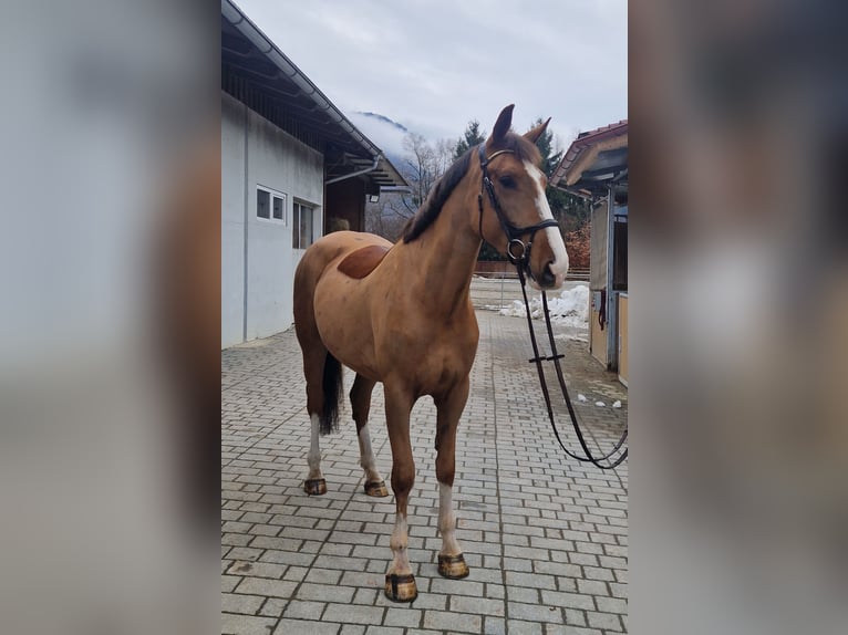 Irish Sport Horse Stute 5 Jahre 168 cm Fuchs in Gummern