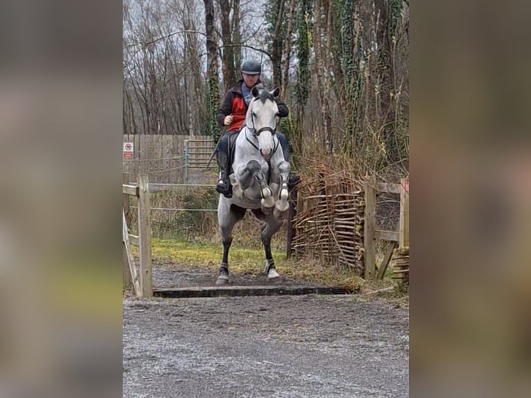 Irish Sport Horse Stute 5 Jahre 170 cm Schimmel in aughnacliffe