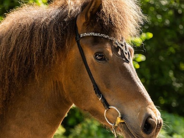 Irish Sport Horse Stute 6 Jahre 140 cm Brauner in Lehmrade