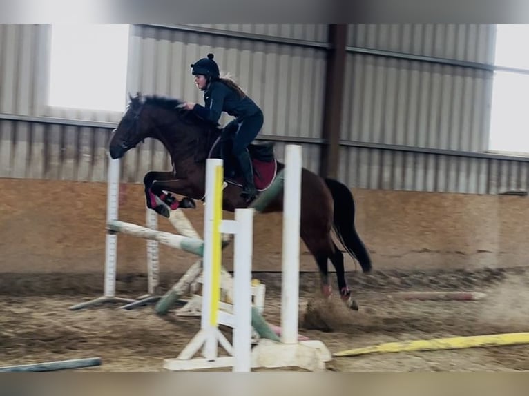 Irish Sport Horse Stute 6 Jahre 145 cm Hellbrauner in Sligo