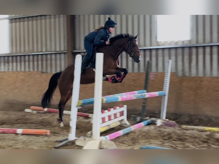 Irish Sport Horse Stute 6 Jahre 145 cm Hellbrauner in Sligo