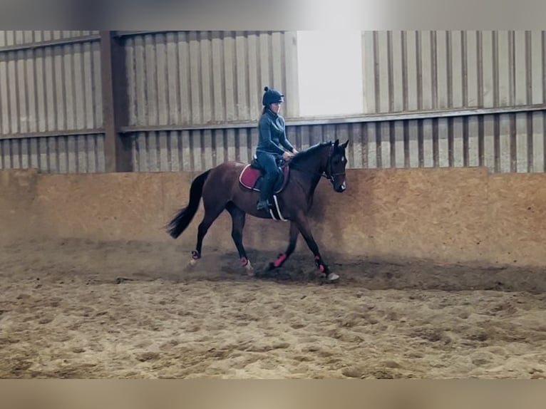 Irish Sport Horse Stute 6 Jahre 145 cm Hellbrauner in Sligo