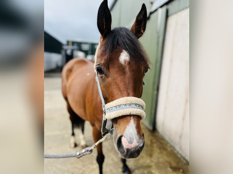 Irish Sport Horse Stute 6 Jahre 145 cm Hellbrauner in Sligo