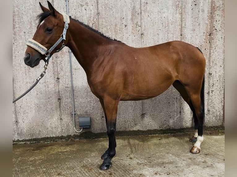 Irish Sport Horse Stute 6 Jahre 145 cm Hellbrauner in Sligo