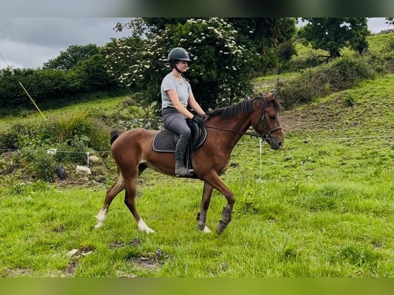 Irish Sport Horse Stute 6 Jahre 148 cm Rotbrauner in Sligo