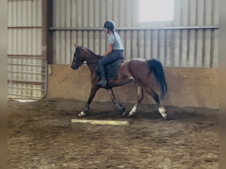 Irish Sport Horse Stute 6 Jahre 148 cm Rotbrauner in Sligo