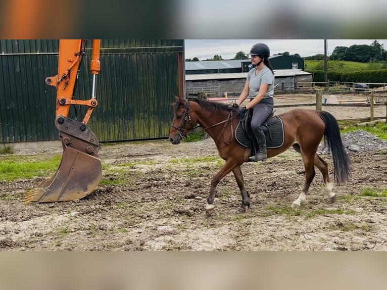 Irish Sport Horse Stute 6 Jahre 148 cm Rotbrauner in Sligo