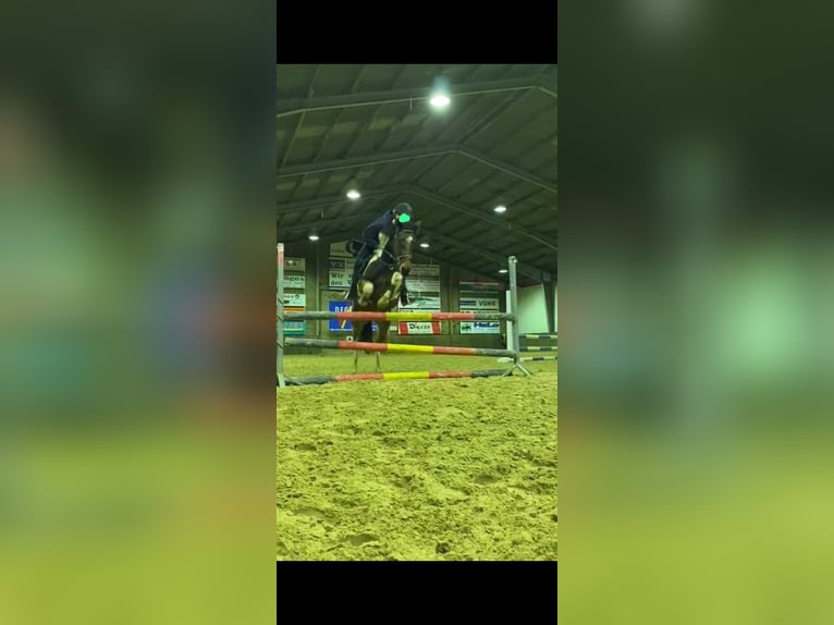 Irish Sport Horse Stute 6 Jahre 152 cm Schecke in Werlte