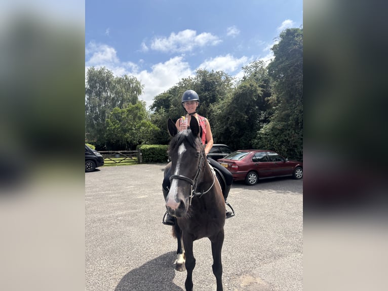 Irish Sport Horse Stute 6 Jahre 155 cm Rappe in Ashford